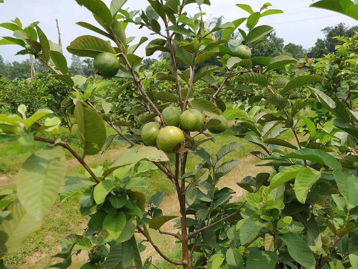 পেয়ারা চাষ