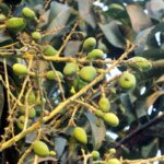 মৌসুমের শুরুতে আম গাছের যত্নে করণীয়