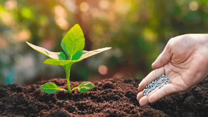 অতিরিক্ত সার ব্যবহারের অপকারিতা