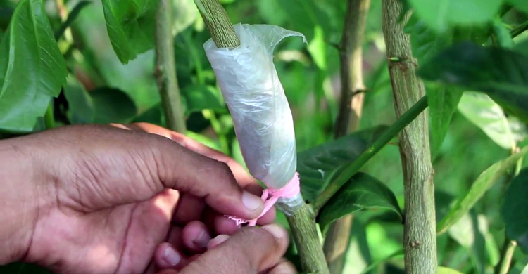 লেবু জাতীয় গাছের কলম পদ্ধতি