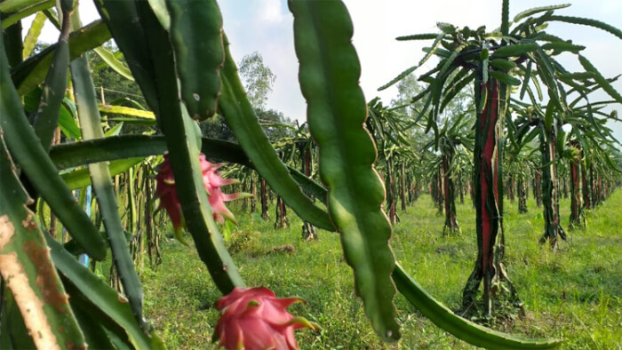 ড্রাগন ফল চাষ করে লাভবান